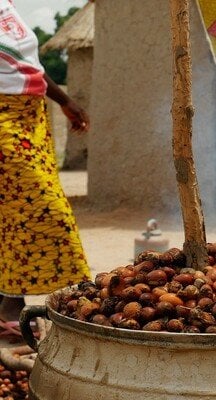 Traitement de noix de karité en Afrique.