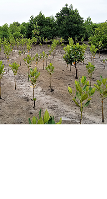 Restoration of Mangroves in Kenya