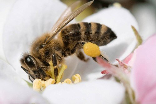 Respecting Biodiversity