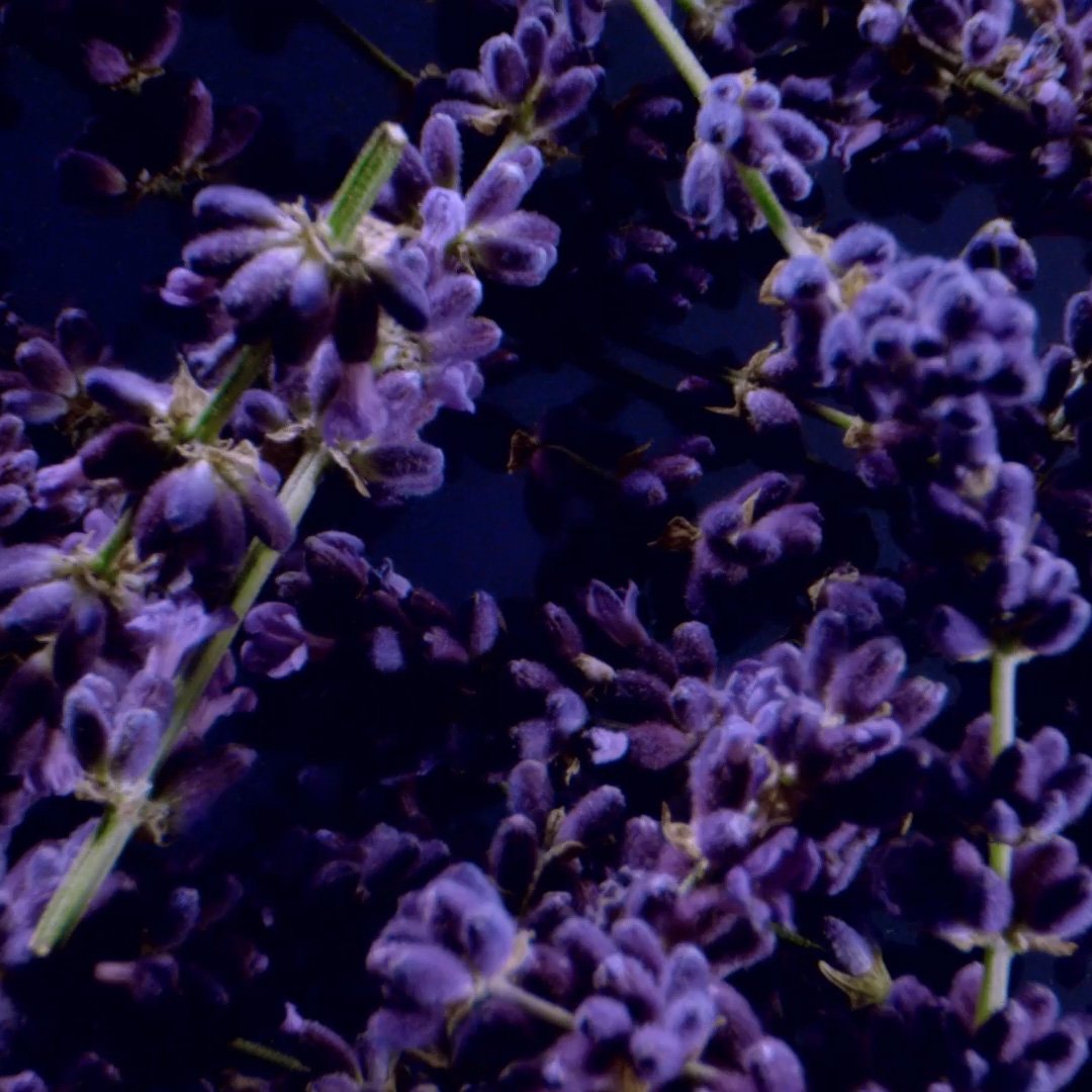 LAF Image 10