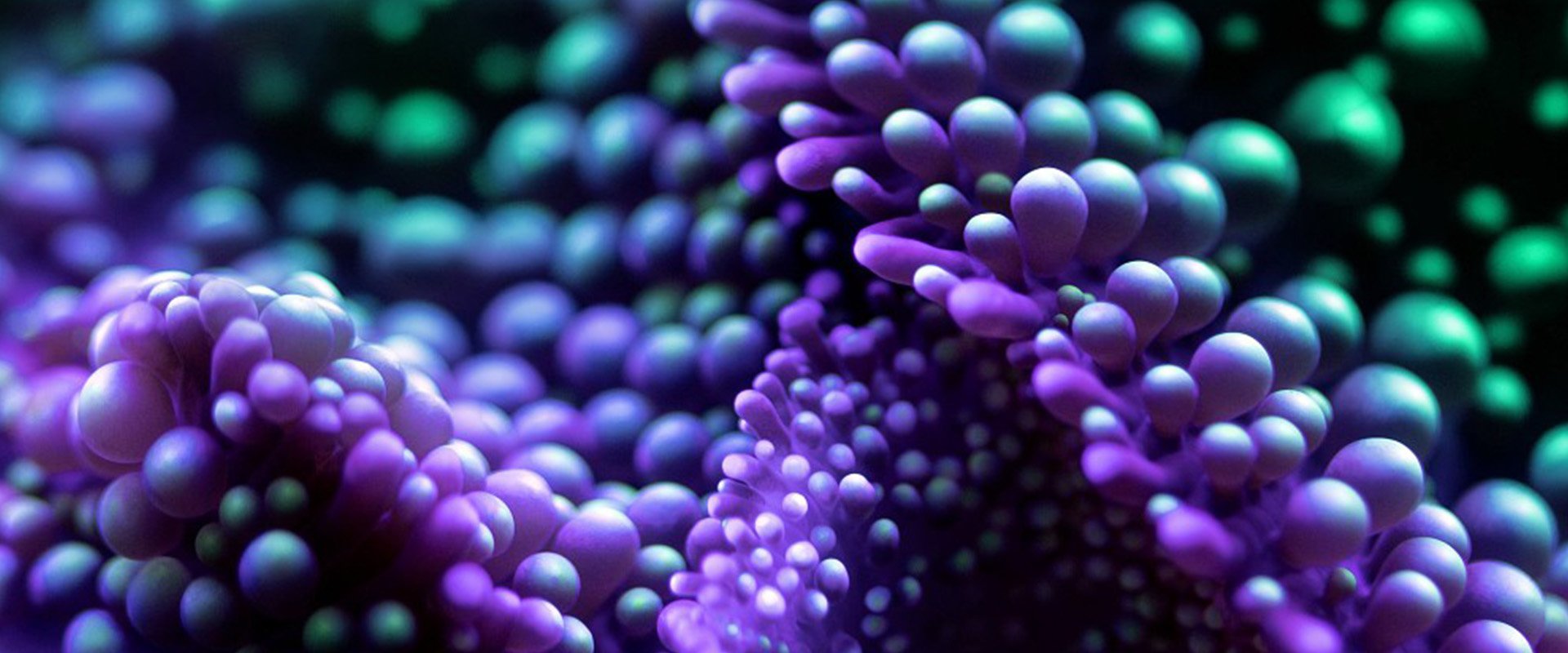 2026 RI Colored Coral CSM Visual