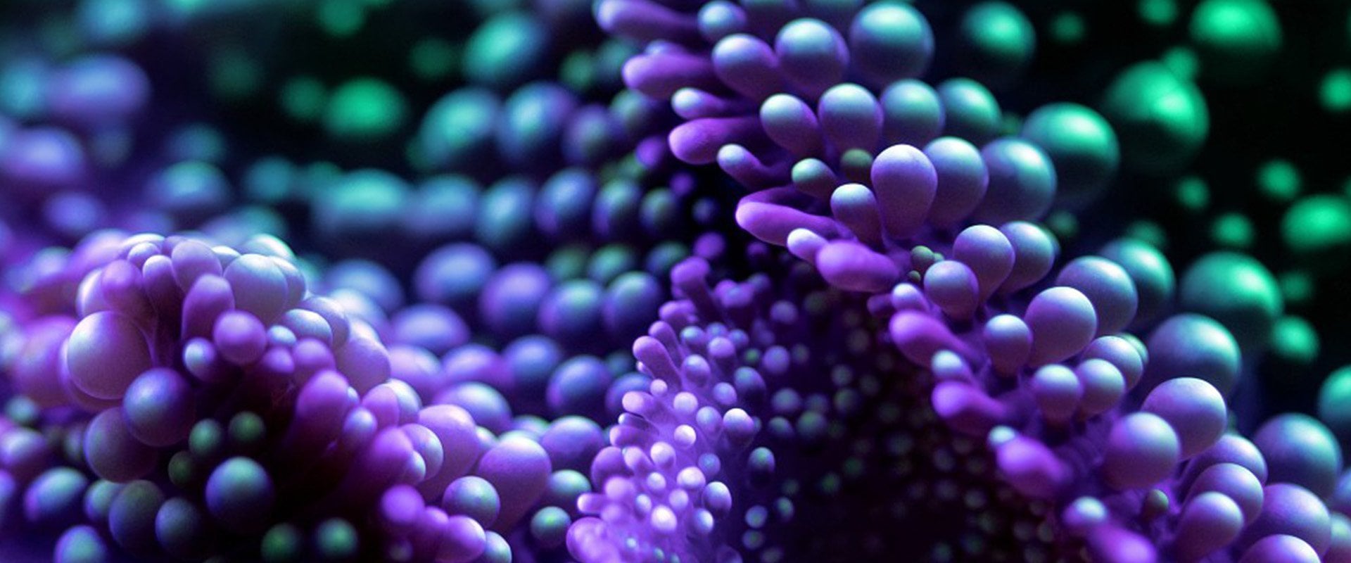 2026 RI Colored Coral CSM Visual