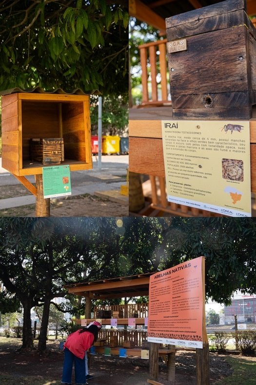 Imagem Grupo L’Oréal no Brasil aposta em meliponário para preservar abelhas nativas e ampliar a educação ambiental urbana