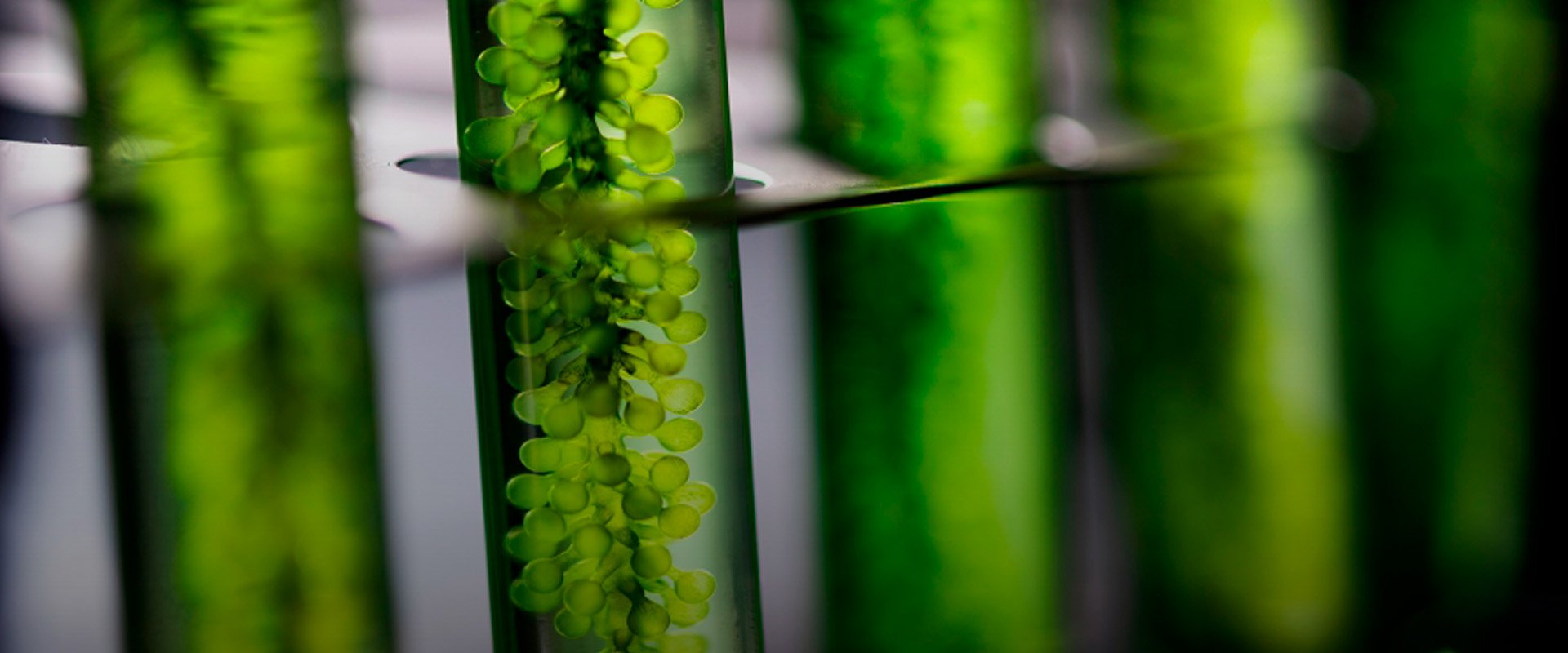 banner ciencias verdes