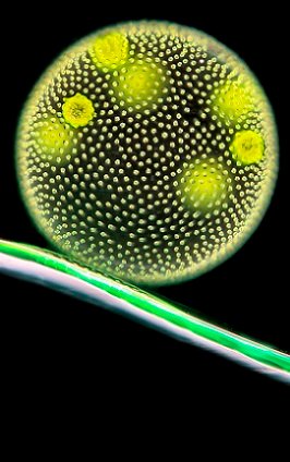 12918644hiresvolvoxgreenalgaelightmicrographcard