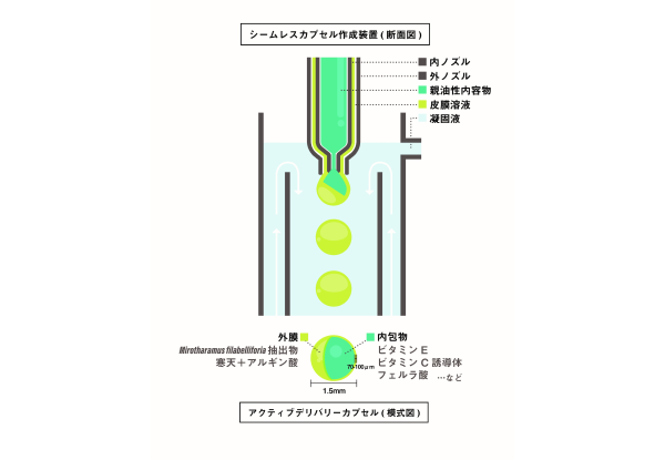 05 Capsule v5