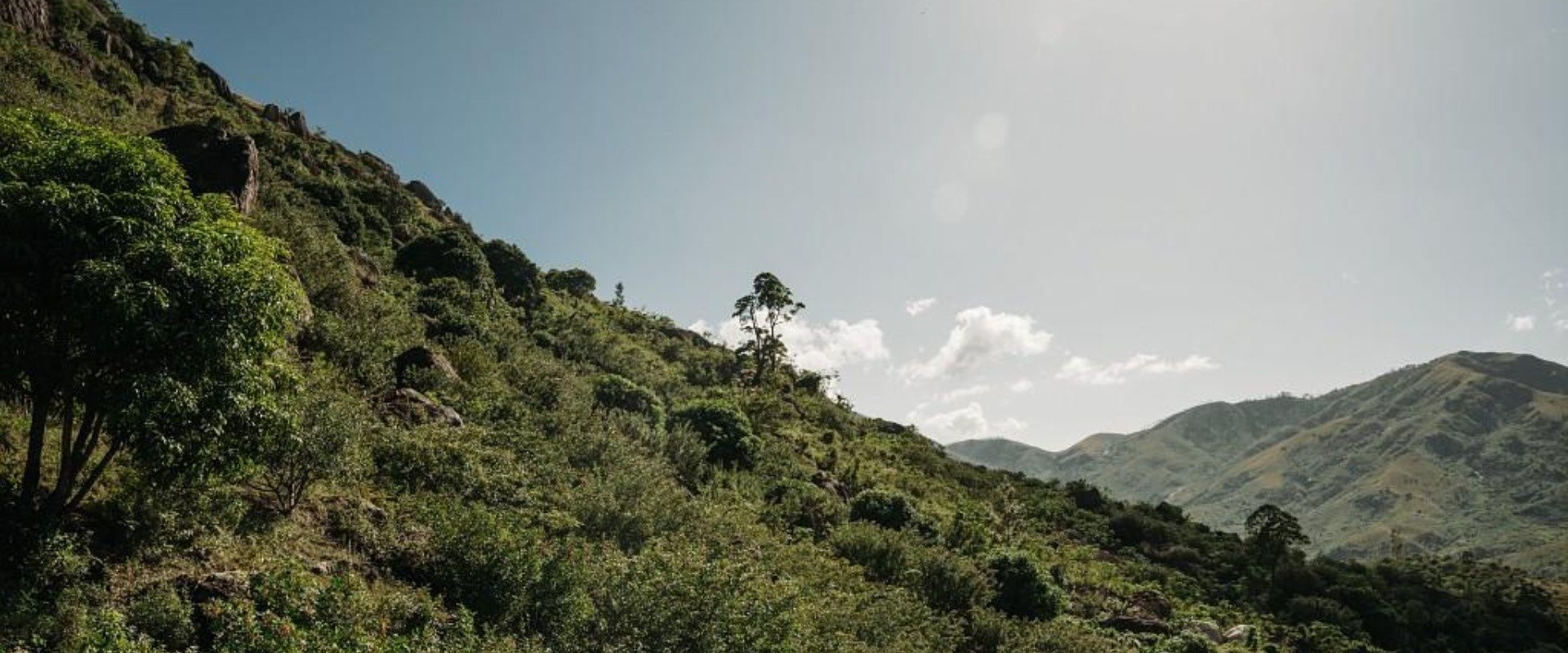 2024 a importancia dos mangais para a conservacao ambiental hero opt