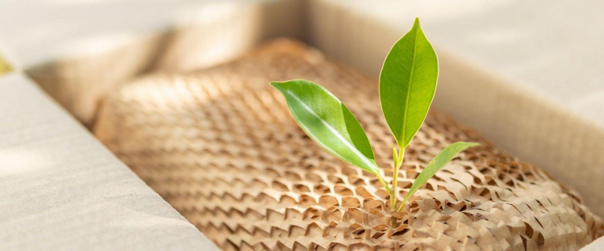 productos biodegradables