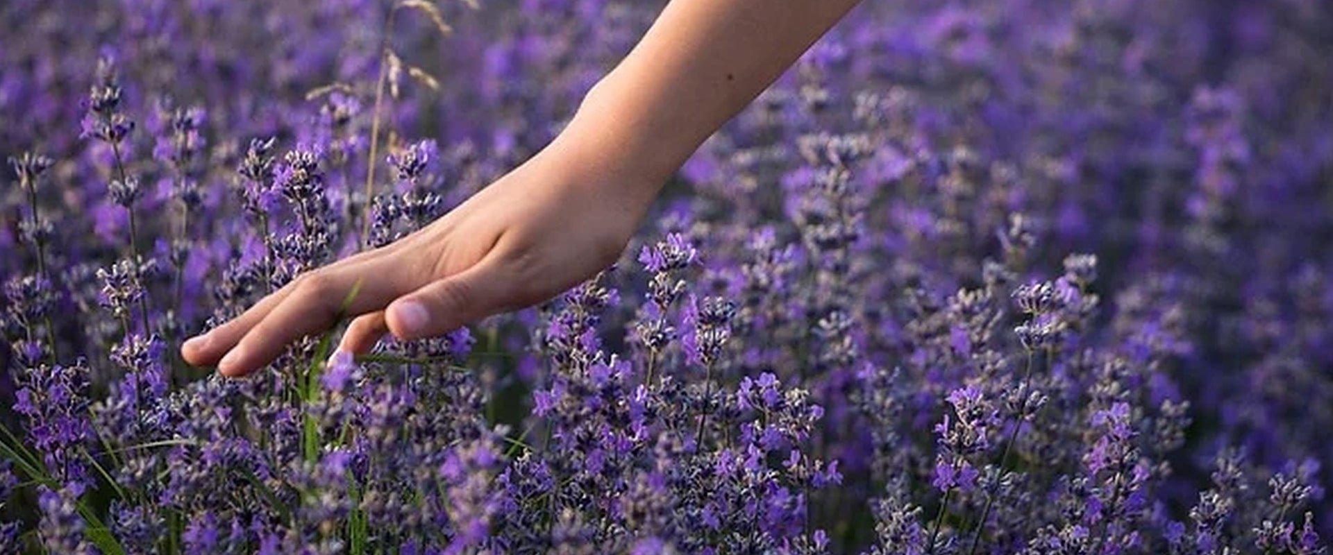 ingredientes de los productos loreal 2023 Hero