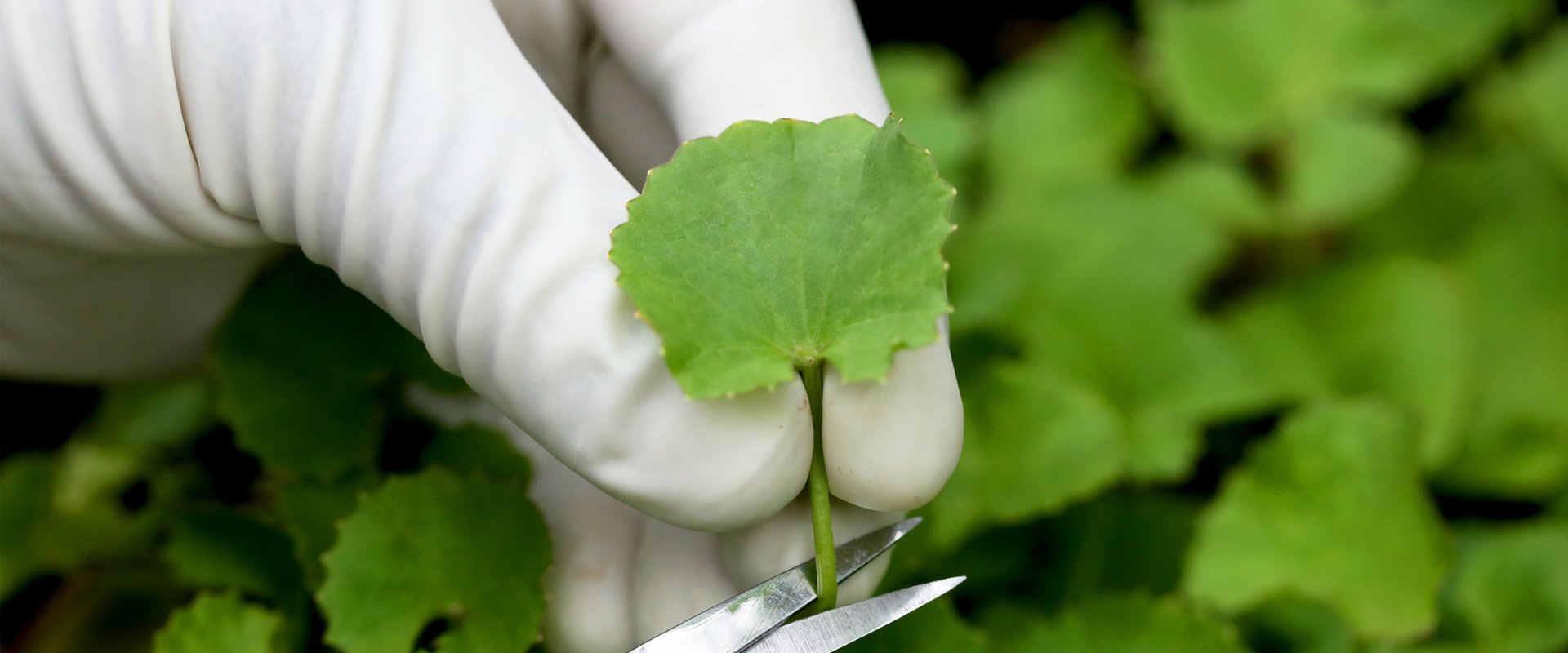 The Centella Asiatica, a Plant that Cares for the Skin and Communities