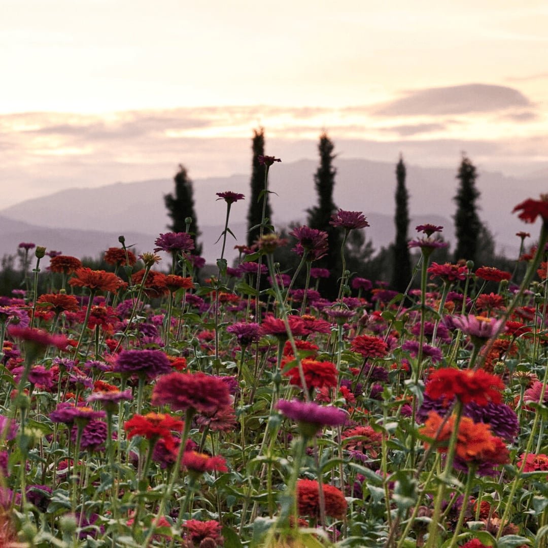 Flowers Red